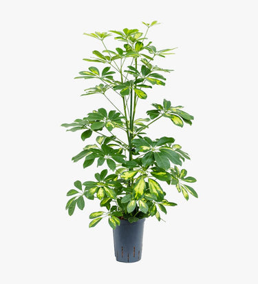 Schefflera Plant (Gold Capella, Dwarf umbrella tree)